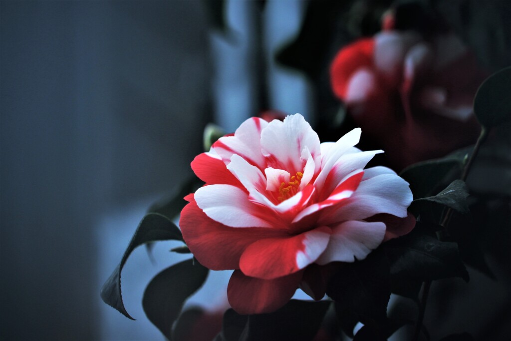 椿咲く春なのに♪Ⅱ