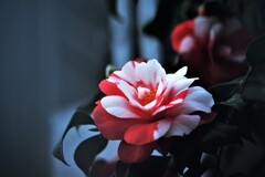 椿咲く春なのに♪Ⅱ