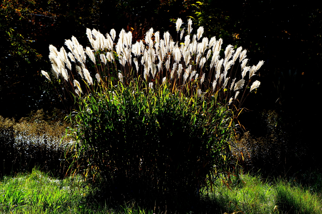 まだ見れるススキ