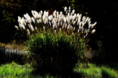 まだ見れるススキ