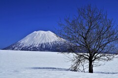 名もない木と羊蹄山