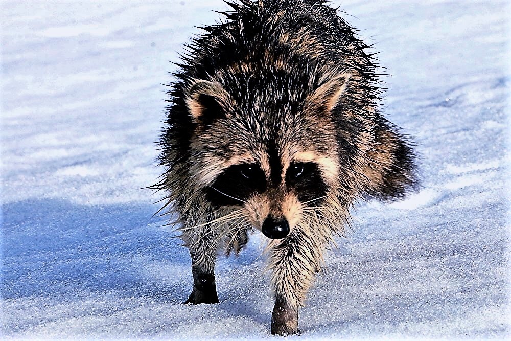 アライグマ（蔵出）