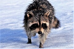 アライグマ（蔵出）