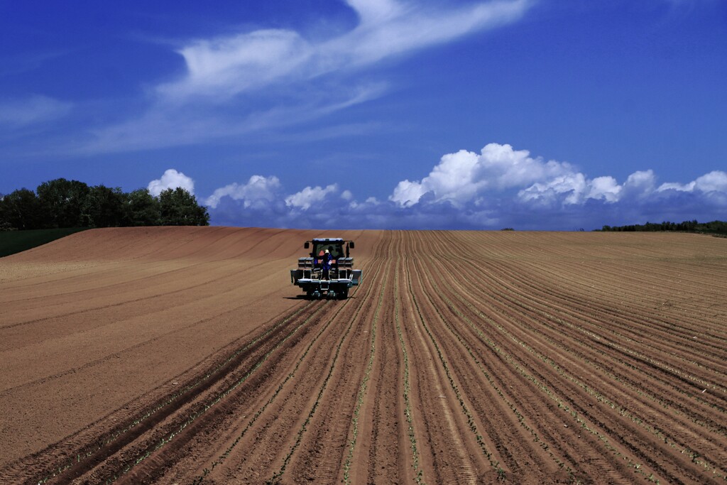 春の畑（苗植え）