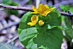 春の花Ⅲ（エゾノリュウキンカ）