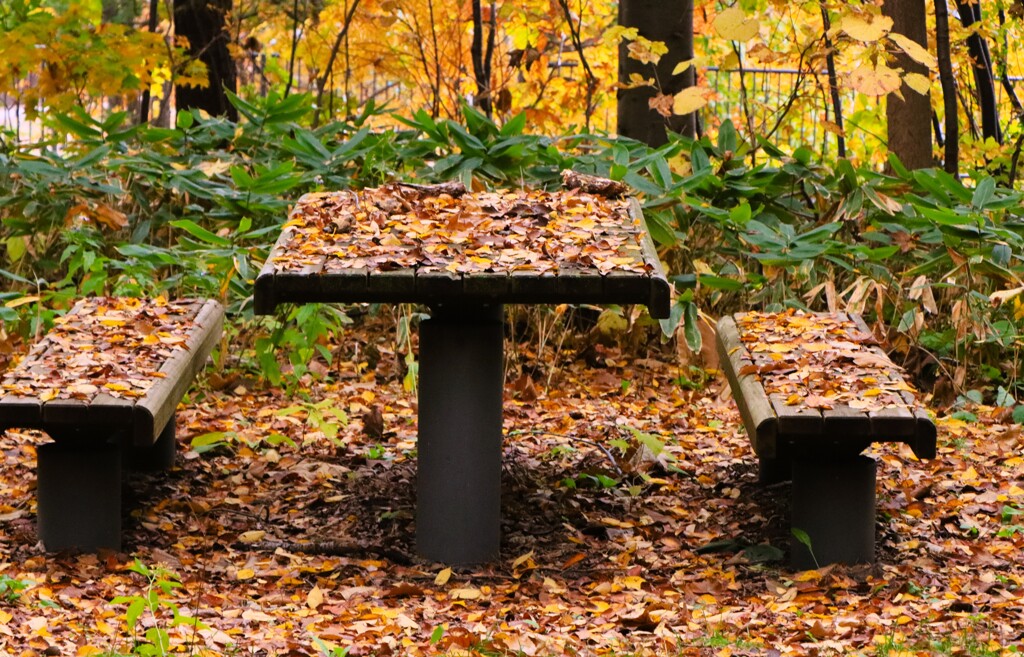 枯葉、冬がやってくる