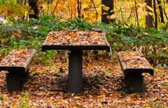 枯葉、冬がやってくる 枯葉、冬がやってくる