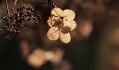 冬が来る前にもう一度あいたい♪