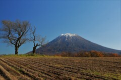 晩秋もう冬も近いのね(羊蹄山）
