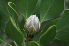 咲くまでまって～