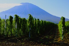長いも畑と羊蹄山