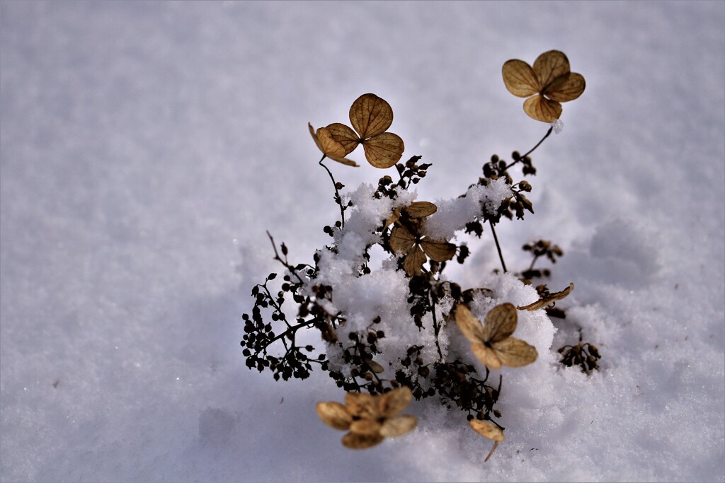 冬がやって来る