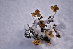 冬がやって来る