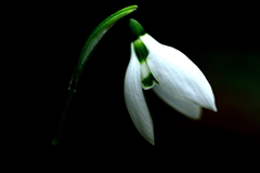 スノードロップ