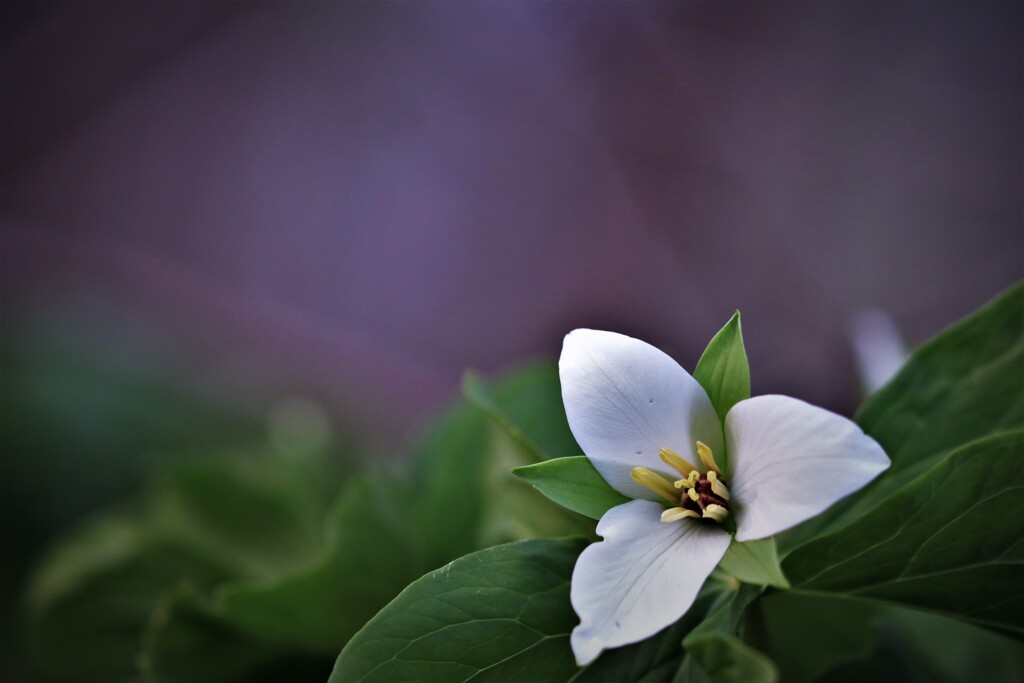 オオバナエンレイソウ