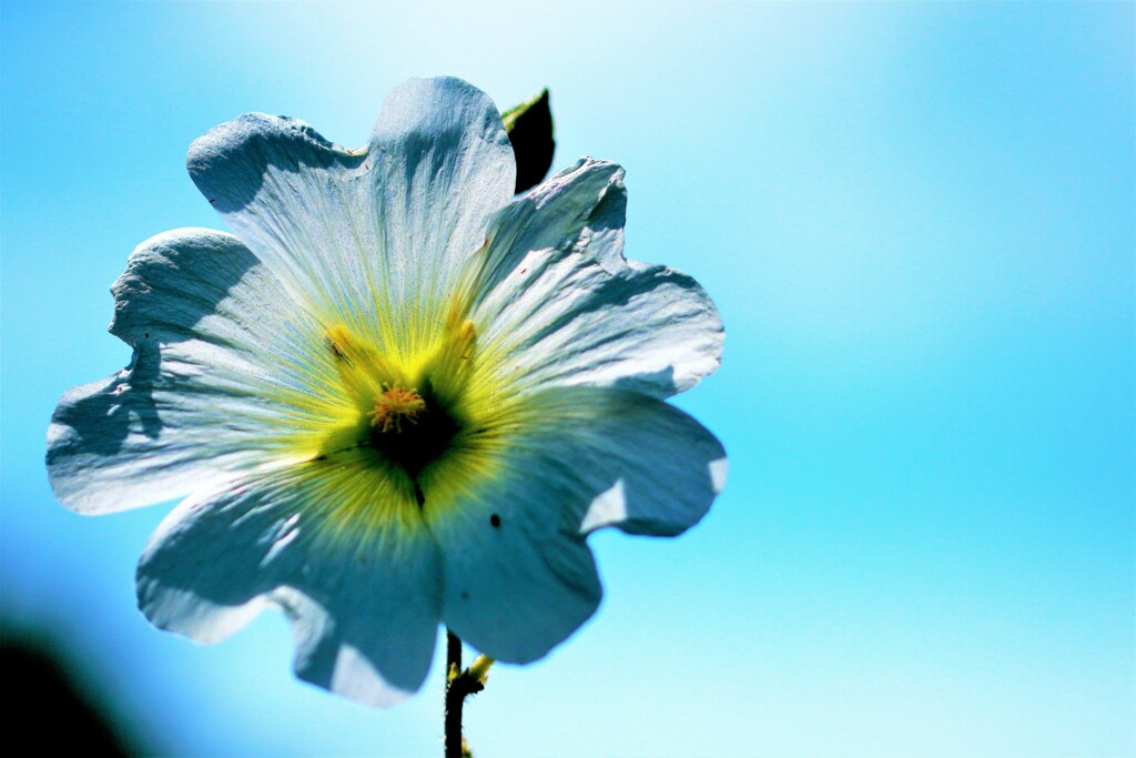 夏（タチキアオイ）