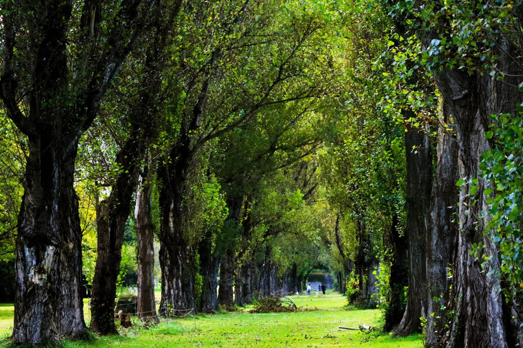 札幌手稲前田森林公園から