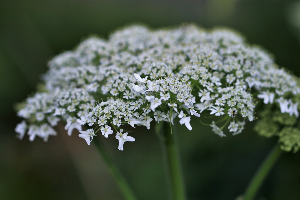 エドニュウの花