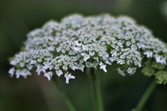 エドニュウの花