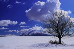 名もない木と羊蹄山