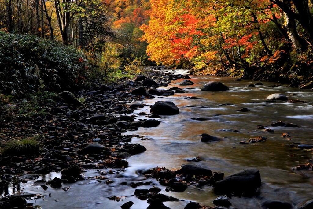 燃える秋（定山渓白井川）