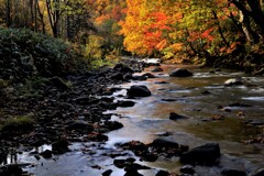 燃える秋（定山渓白井川）