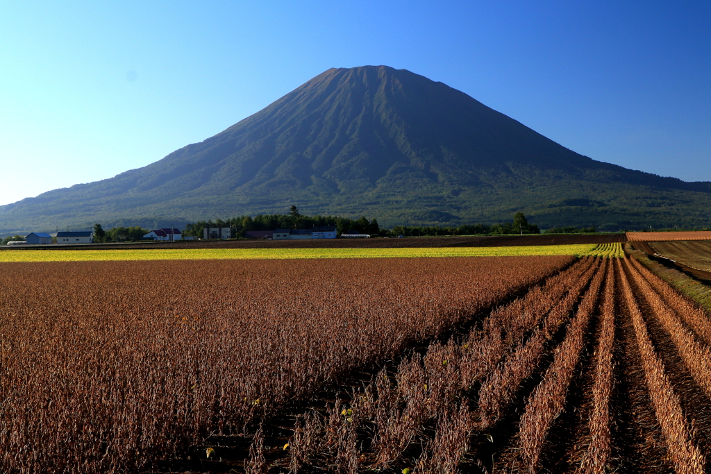 羊蹄山と豆畑