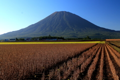羊蹄山と豆畑