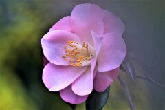 椿咲く春なのに～♪