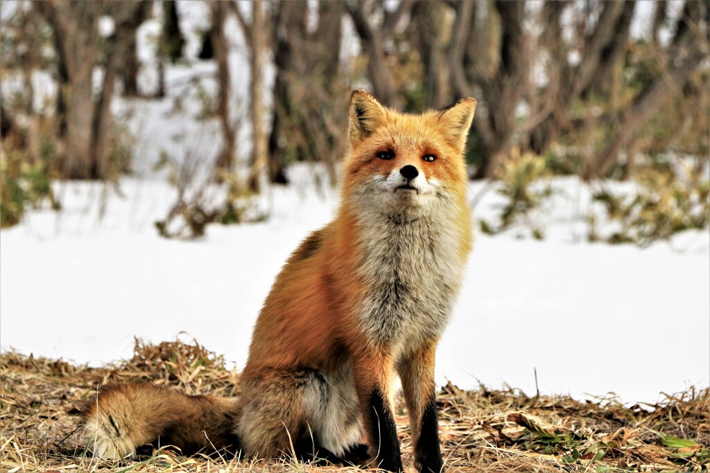 キタキツネ物語