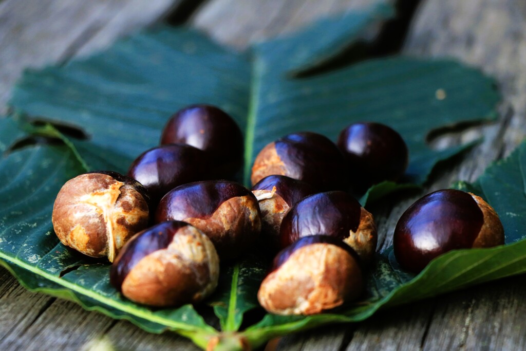 小さい秋見つけた（トチノ木の実）