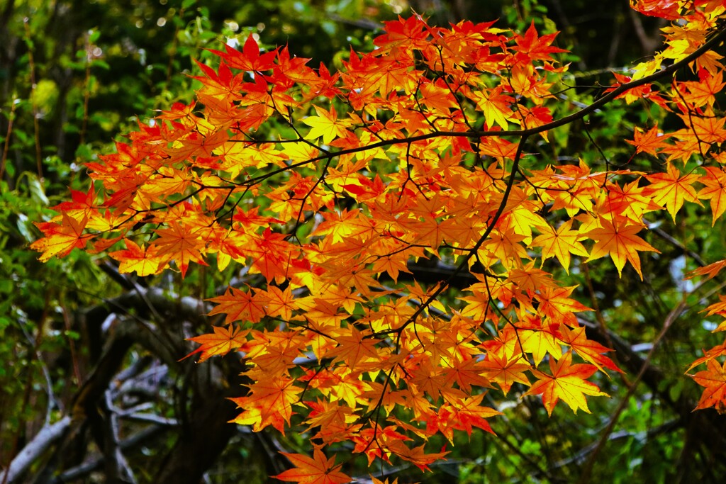 カエデ紅葉