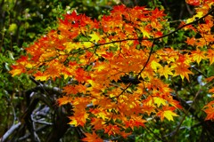 カエデ紅葉 カエデ紅葉