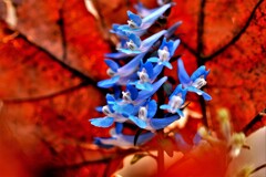 春の花Ⅲ（エゾエンゴサク