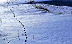 キツネの足跡