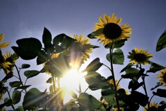 夏の思い出 夏の思い出