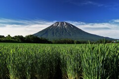 羊蹄山と小麦畑