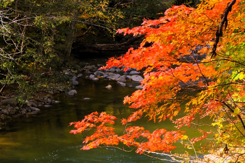 紅葉