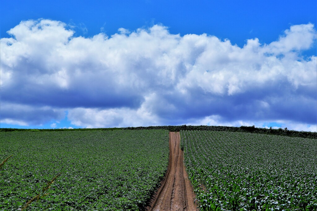 北の国から(美瑛の丘Ⅲ）