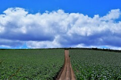 北の国から(美瑛の丘Ⅲ）