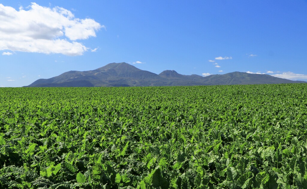 ピ－ト畑とニセコ連邦