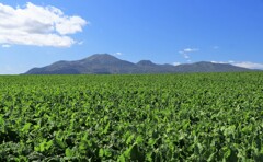 ピ－ト畑とニセコ連邦