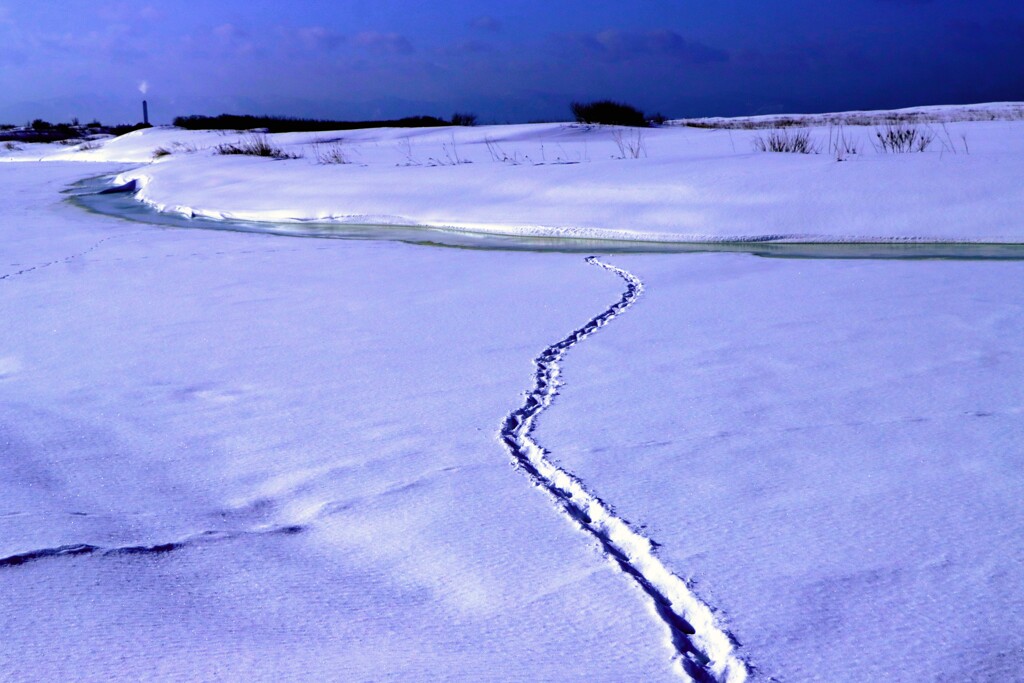 石狩旧知津狩川と獣道