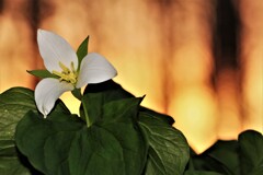 夕陽のオオバナエンレイソウ