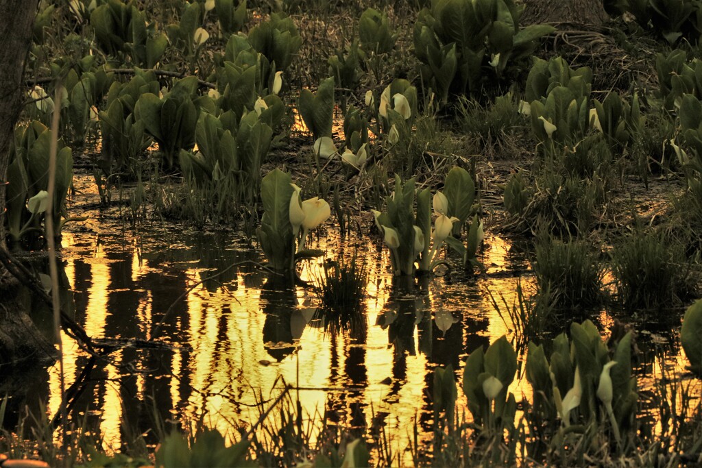 夕陽に映える水芭蕉