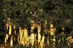 夕陽に映える水芭蕉