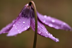 April rain(4月の雨）Ⅱ 　　　　　　　  