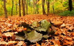 枯葉、冬がやってくる 枯葉、冬がやってくる