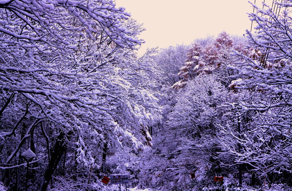 もう雪景色