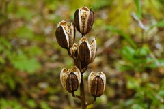 オオバユリの種